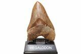 Serrated Fossil Megalodon Tooth - Massive Indonesian Meg #216487-3